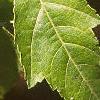 Acer ginnala, leaves