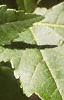 Acer ginnala, leaves