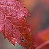 Acer ginnala, fall color