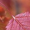Acer ginnala, fall color