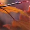 Acer ginnala, fall color
