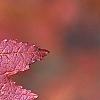 Acer ginnala, fall color