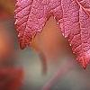 Acer ginnala, fall color