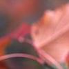 Acer ginnala, fall color