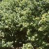 Acer ginnala 'Durand Dwarf', habit