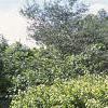 Acer ginnala 'Durand Dwarf', habit