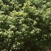 Acer ginnala 'Durand Dwarf', habit