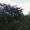 Acer ginnala 'Durand Dwarf', habit