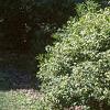Acer ginnala 'Durand Dwarf', habit
