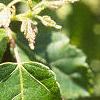 Acer ginnala 'Durand Dwarf', leaves