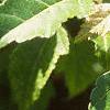 Acer ginnala 'Durand Dwarf', leaves