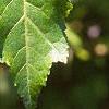 Acer ginnala 'Durand Dwarf', leaves