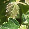 Acer ginnala 'Durand Dwarf', leaves