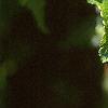 Acer ginnala 'Durand Dwarf', leaves