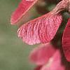 Acer ginnala 'Red Fruit', fruit