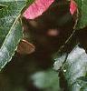 Acer ginnala 'Red Fruit', fruit