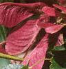 Acer ginnala 'Red Fruit', fruit