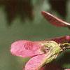 Acer ginnala 'Red Fruit', fruit