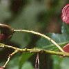 Acer ginnala 'Red Fruit', fruit