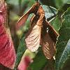 Acer ginnala 'Red Fruit', fruit