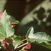 Acer ginnala 'Red Fruit', fruit
