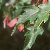 Acer ginnala 'Red Fruit', fruit