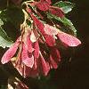 Acer ginnala 'Red Fruit', fruit