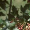 Acer ginnala 'Red Fruit', fruit
