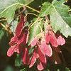 Acer ginnala 'Red Fruit', fruit