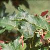 Acer ginnala 'Red Fruit', fruit