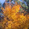 Acer mono, fall color