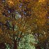 Acer mono, fall color