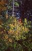 Acer mono, fall color