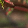 Acer palmatum, flowers
