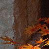 Acer palmatum, fall color