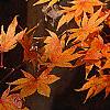 Acer palmatum, fall color