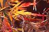 Acer palmatum var. dissectum, fall color