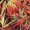 Acer palmatum var. dissectum, fall color