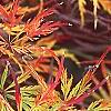 Acer palmatum var. dissectum, fall color