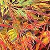 Acer palmatum var. dissectum, fall color