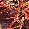 Acer palmatum var. dissectum, fall color