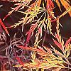 Acer palmatum var. dissectum, fall color
