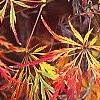 Acer palmatum var. dissectum, fall color