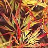 Acer palmatum var. dissectum, fall color