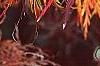 Acer palmatum var. dissectum, fall color