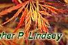 Acer palmatum var. dissectum, fall color