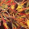 Acer palmatum var. dissectum, fall color