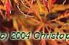 Acer palmatum var. dissectum, fall color