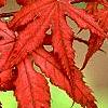 Acer palmatum 'Kasagiyama', leaves