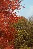Acer rubrum 'Red Sunset', habit